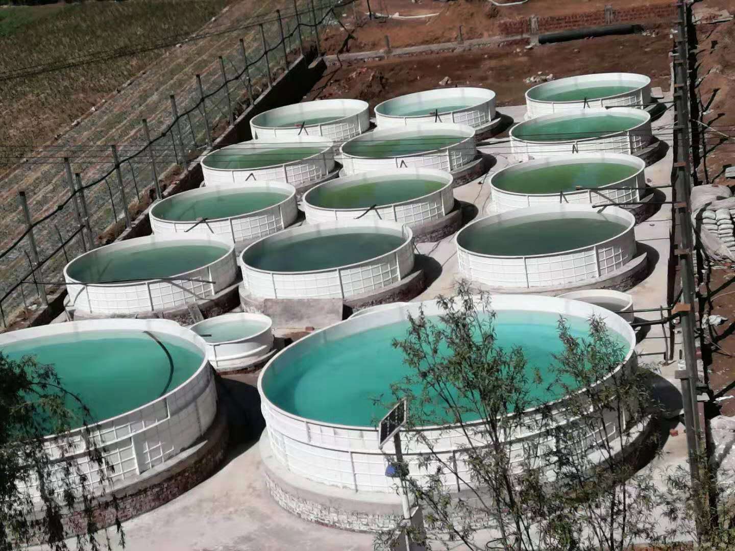 菜魚共生環保養魚池